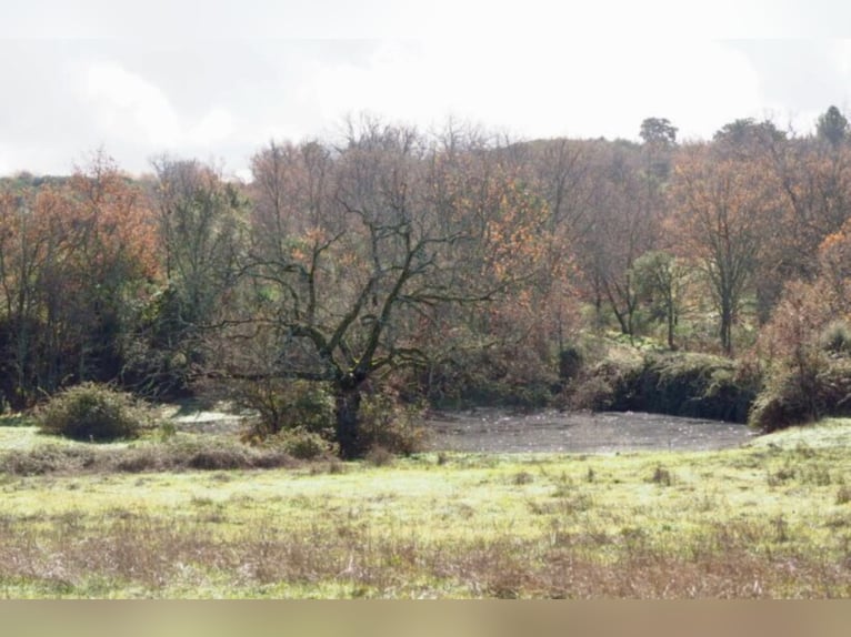 Finca de caza y ganado excepcional.