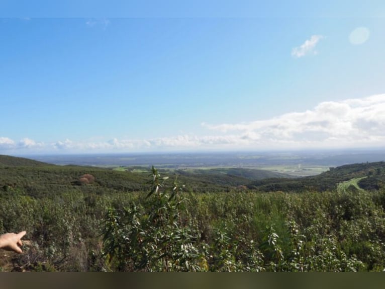 Finca de caza y ganado excepcional.