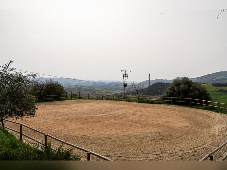 Finca Ecuestre de alto nivel en venta.
