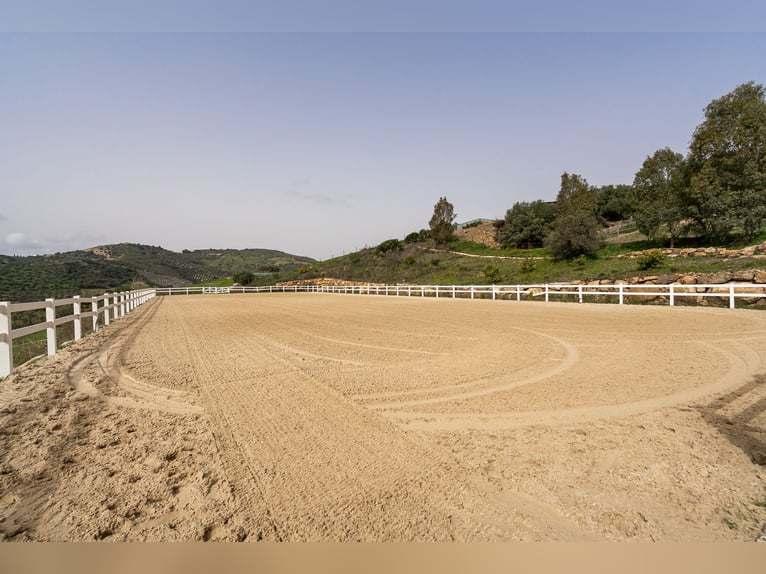 Finca Ecuestre de alto nivel en venta.