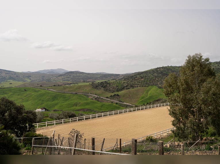 Finca Ecuestre de alto nivel en venta.