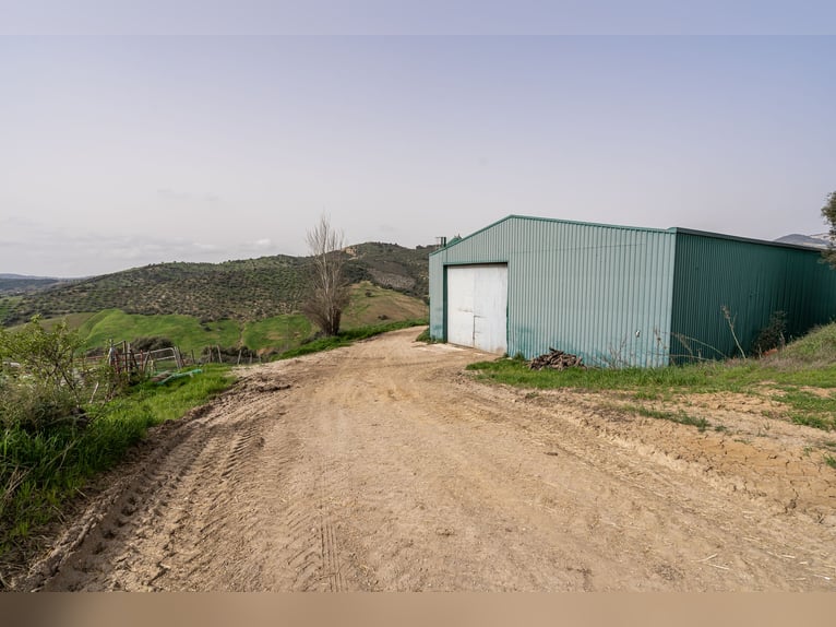 Finca Ecuestre de alto nivel en venta.