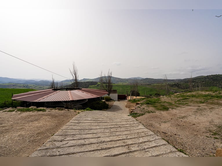 Finca Ecuestre de alto nivel en venta.