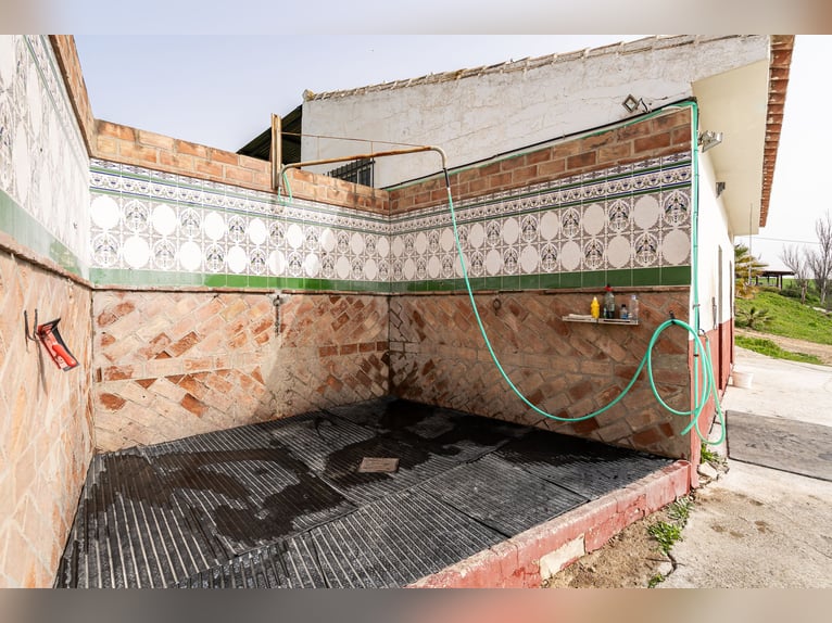 Finca Ecuestre de alto nivel en venta.