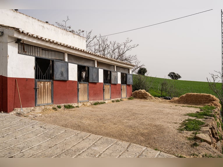 Finca Ecuestre de alto nivel en venta.
