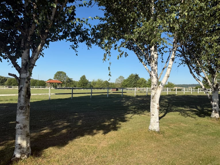 Finca ecuestre en el distrito de Main-Kinzig en venta, en ubicación aislada, a solo una hora en coch