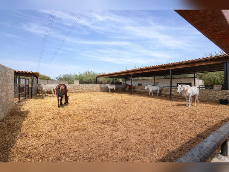 FINCA ECUESTRE EN LA MARINA, ALICANTE PROXIMA A (MET)