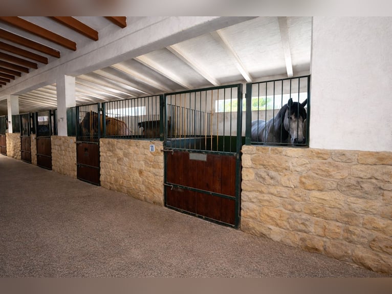 FINCA ECUESTRE EN LA MARINA, ALICANTE PROXIMA A (MET)