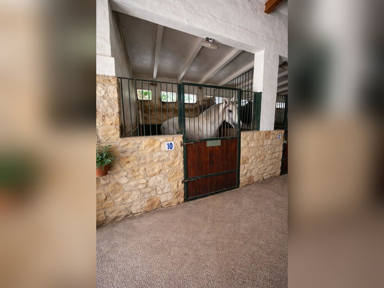 FINCA ECUESTRE EN LA MARINA, ALICANTE PROXIMA A (MET)