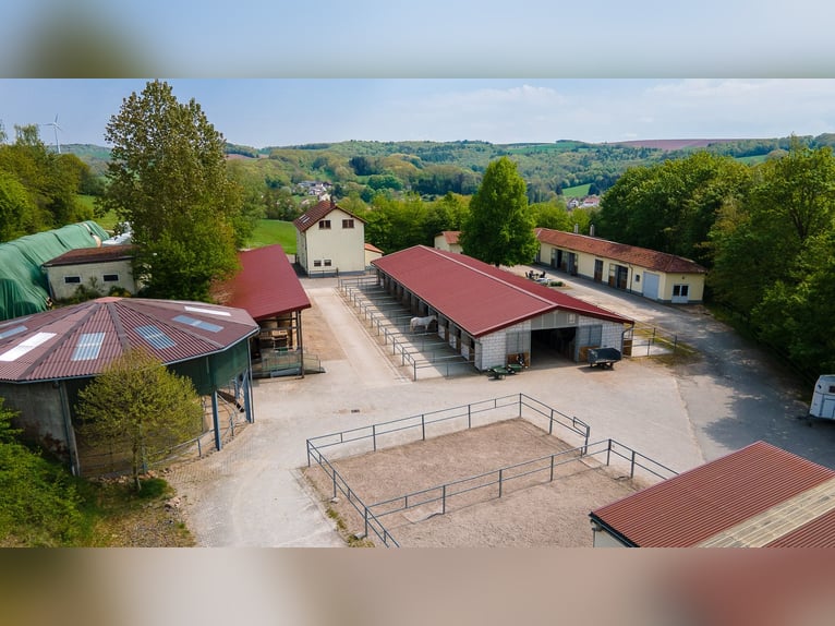 Finca ecuestre en propiedad en una ubicación aislada cerca de St. Wendel — ¡casi 15 hectáreas de ter