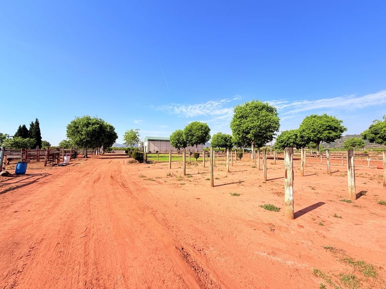Finca ecuestre en Valencia