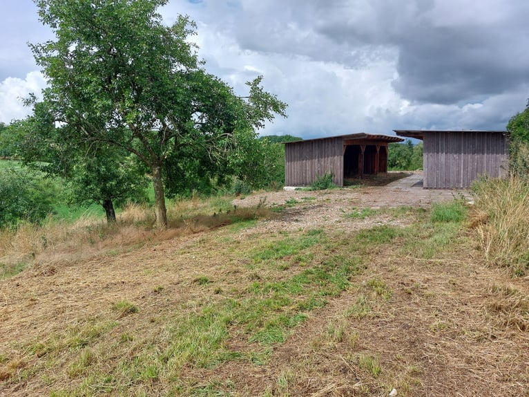 Finca única con potencial de desarrollo: combina vivienda, trabajo y cuidado de caballos o animales