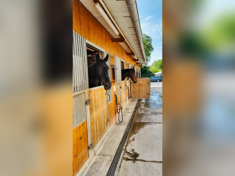 Gepflegte Reitanlage direkt an der Grenze zur Schweiz!