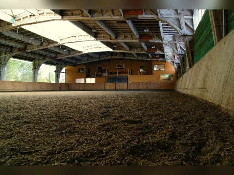 Grosse Reitanlage bei Dresden, 50 - 70 Einstellplätze, 2 Hallen, Dressur-und Springplatz usw