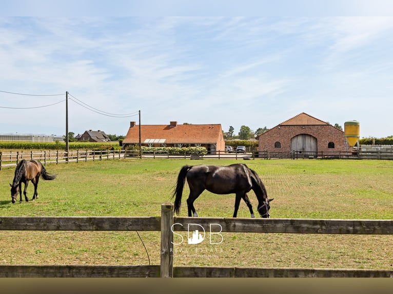 Hermosa vivienda rural con instalaciones ecuestres en 2.59 hectáreas en Amberes | Bélgica