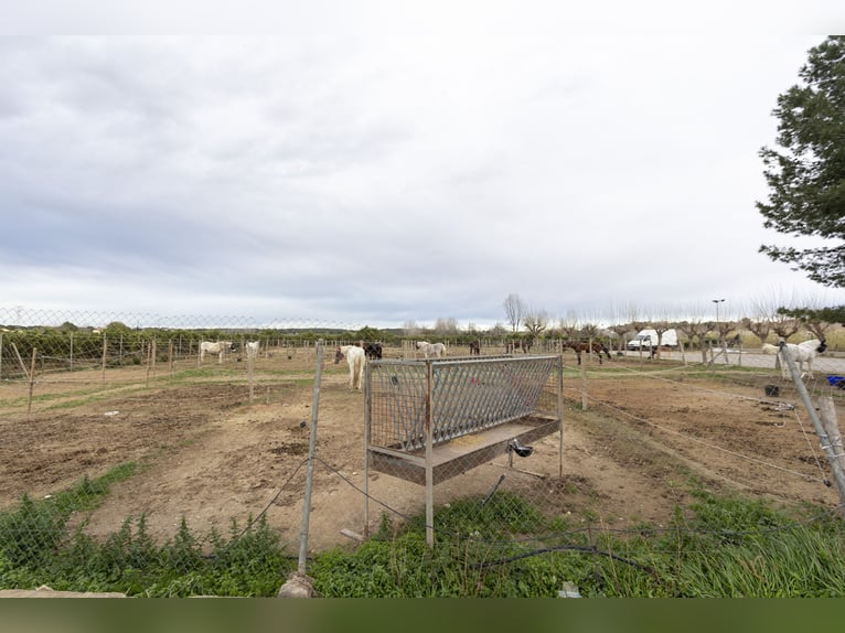 hípica y chalet en venta cerca de Valencia