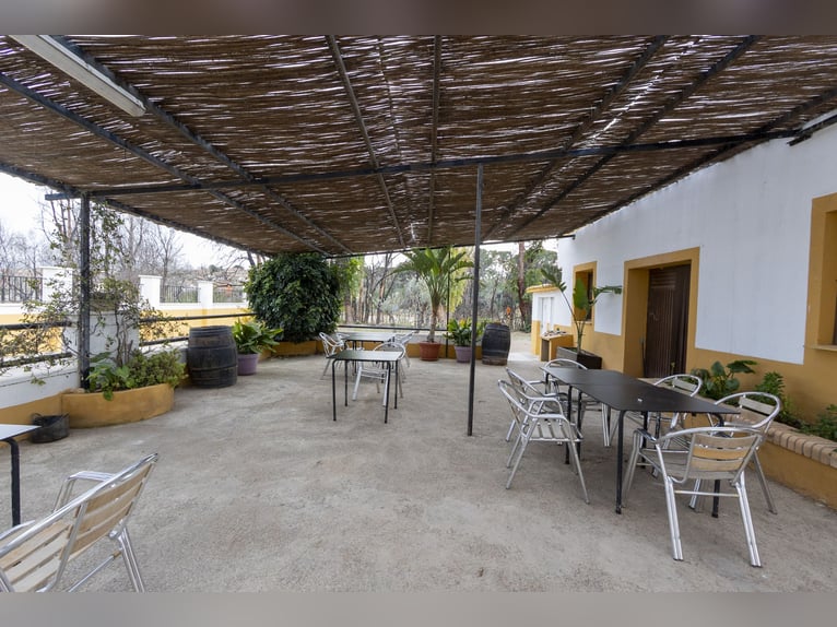 hípica y chalet en venta cerca de Valencia