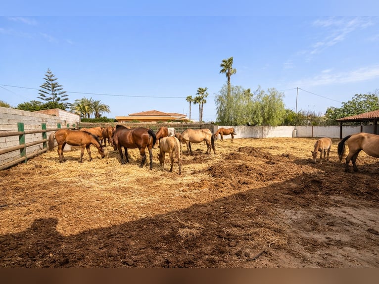 HOUSE WITH EQUESTRIAN FACILITY