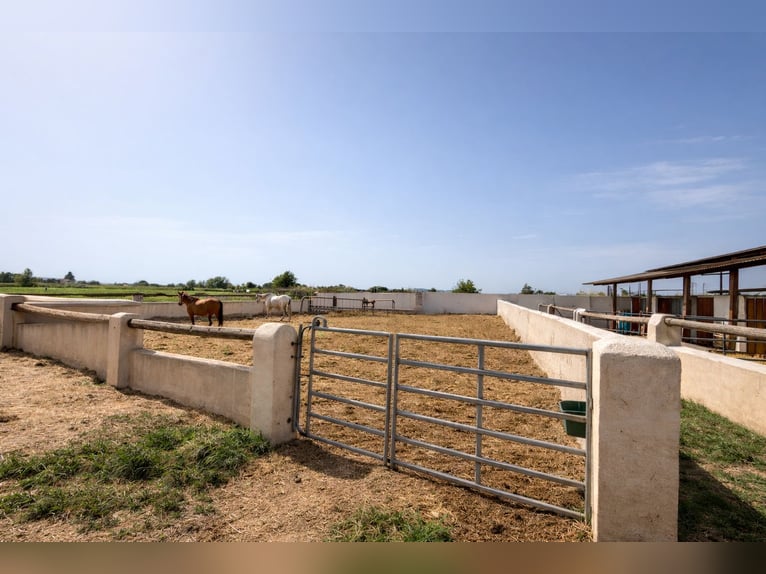 HOUSE WITH EQUESTRIAN FACILITY