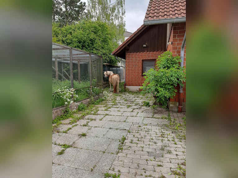 Idyllischer, schön gestalteter Reithof zu verkaufen in Lichtenfels (Hessen) nähe Willingen-Edersee 