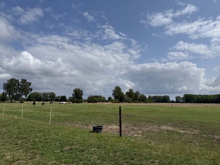 Instalaciones ecuestres con anillo de doma cubierta para jinetes ambiciosos y amantes de los caballo