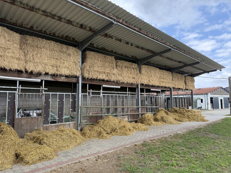 Instalaciones ecuestres con anillo de doma cubierta para jinetes ambiciosos y amantes de los caballo