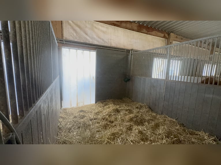 Instalaciones ecuestres en Osterburken: amplias opciones de uso en una propiedad espaciosa