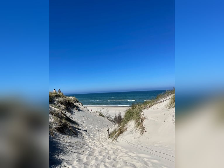 ISLANDGESTÜT MIT 60 HEKTAR IN NORDJÜTLAND ZU KAUFEN