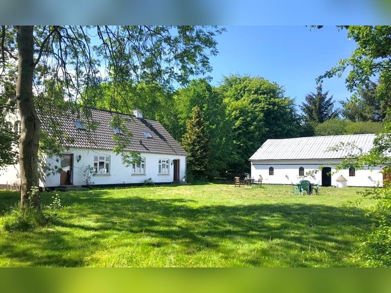 ISLANDGESTÜT MIT 60 HEKTAR IN NORDJÜTLAND ZU KAUFEN