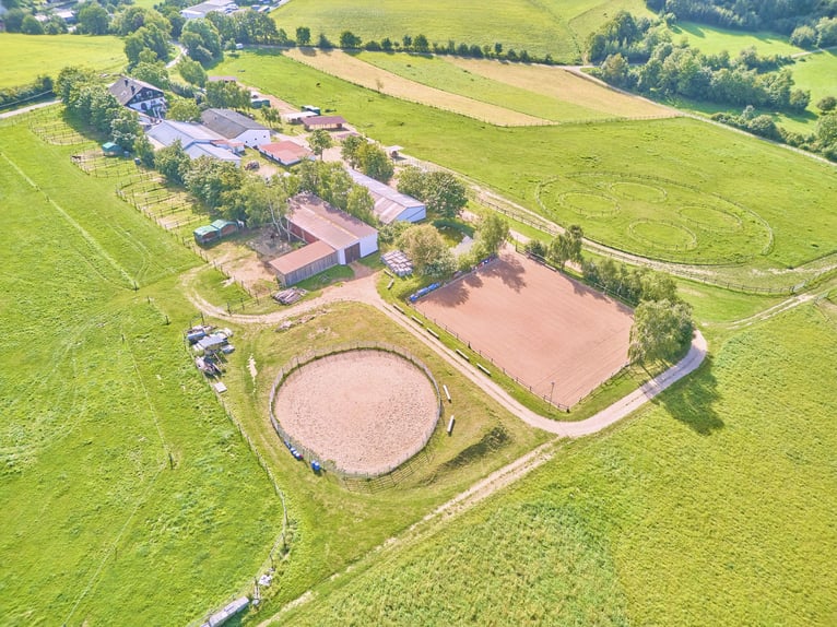 Leben in einer Symbiose mit den Pferden – gepflegte Reitanlage in Geisenheim im beliebten Rheingau!