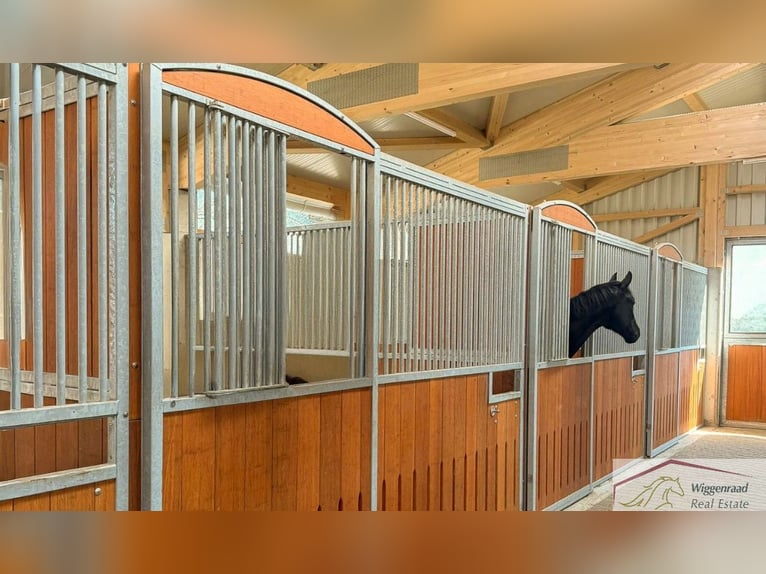 **Luxuriöses Pferdeanwesen in bester Lage** - Schweiz