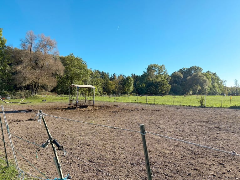 Manejo de caballos en aproximadamente 1,7 hectáreas de tierra propia, cerca de Múnich