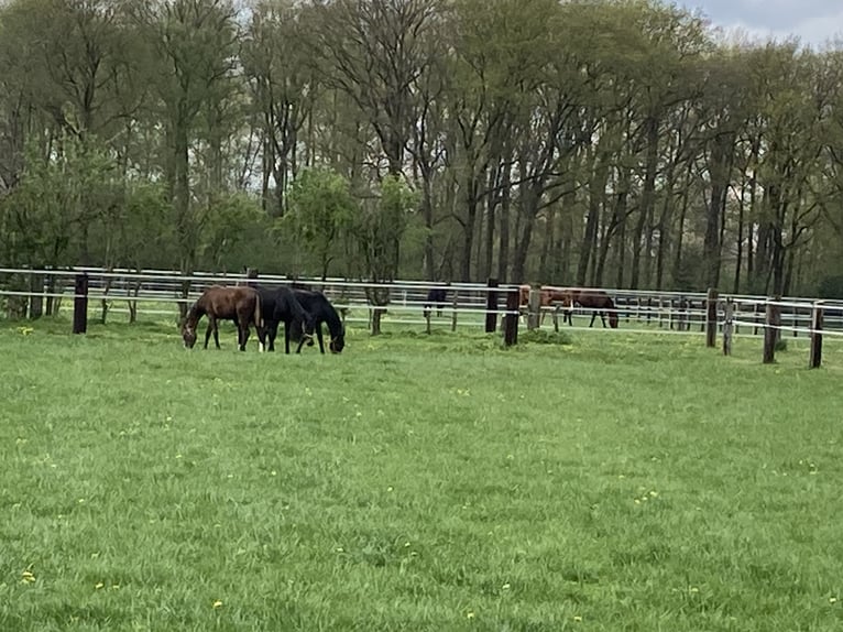 Nähe Vechta !  Reitanlage in traumhafter Alleinlage mit ca. 7 Hektar   **Provisionsfrei**