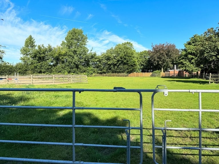 Paradies für Pferdeliebhaber: Reetdachanwesen auf ca. 3,38 ha großen Grundstück mit Nebengebäuden