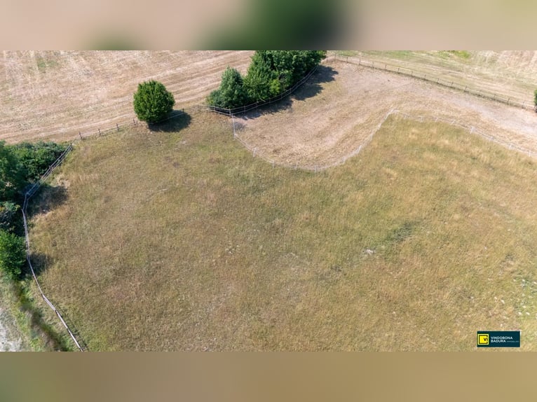 Paraíso ecuestre a las puertas de Viena: nueva instalación de equitación con equipamiento de última