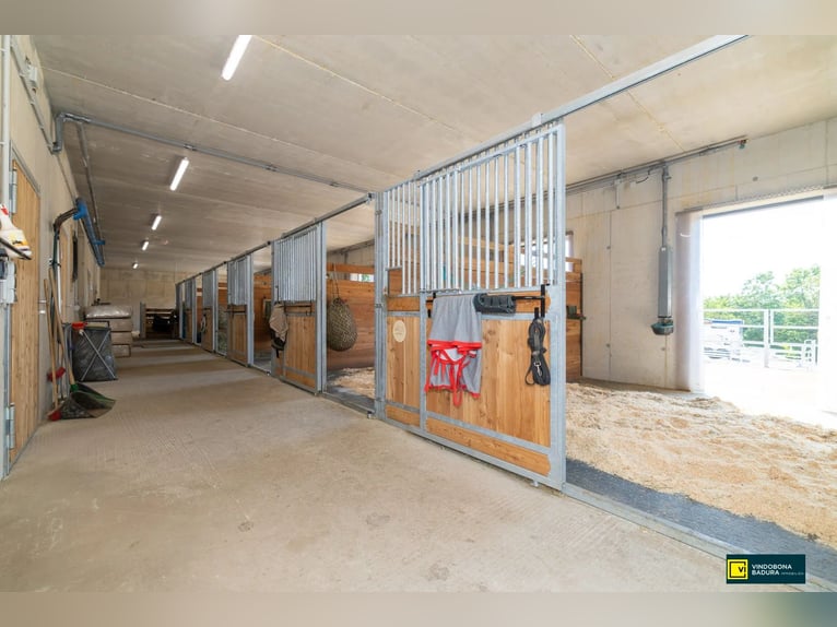 Paraíso ecuestre a las puertas de Viena: nueva instalación de equitación con equipamiento de última