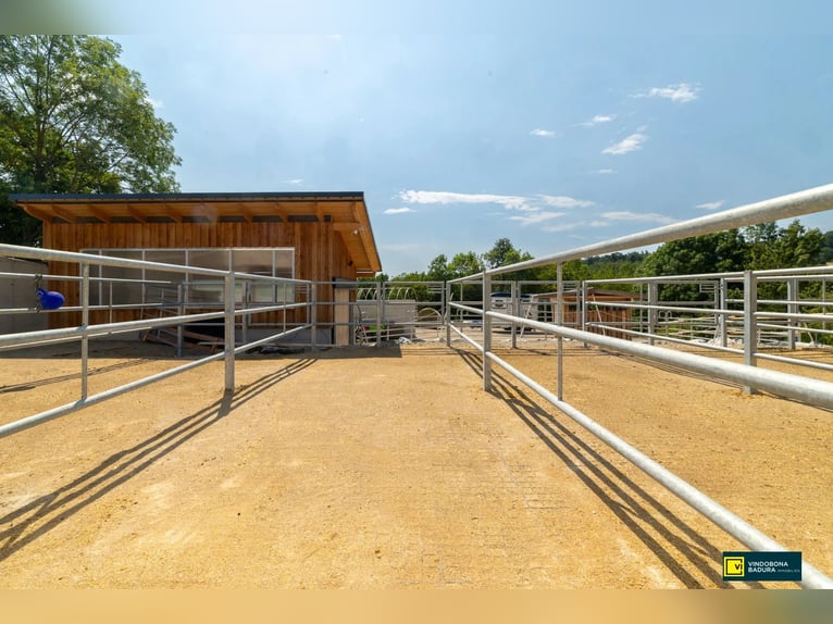 Paraíso ecuestre a las puertas de Viena: nueva instalación de equitación con equipamiento de última