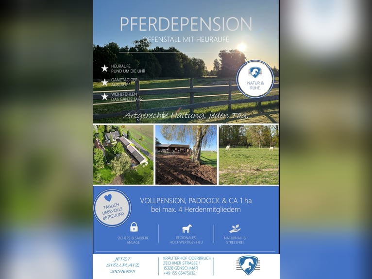 Pensión en paddock abierto // Pensión para caballos // Pensión completa