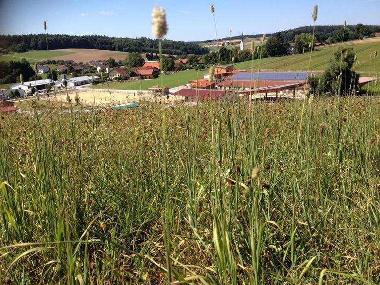 Premium-Reitanlage in Niederbayern -Perfekte Symbiose aus Eleganz +Funktionalität f. Mensch +Pferd