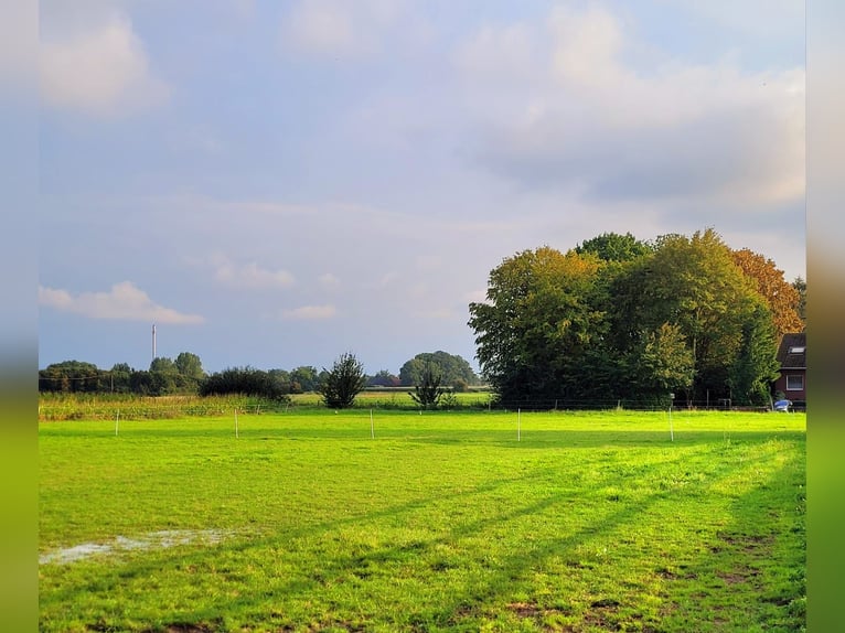 Professionelle Reit- und Zuchtanlage im Kreis Soest Westfalen