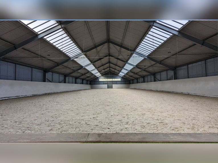 Propia instalación ecuestre profesional en un idílico entorno rural en Renania del Norte-Westfalia