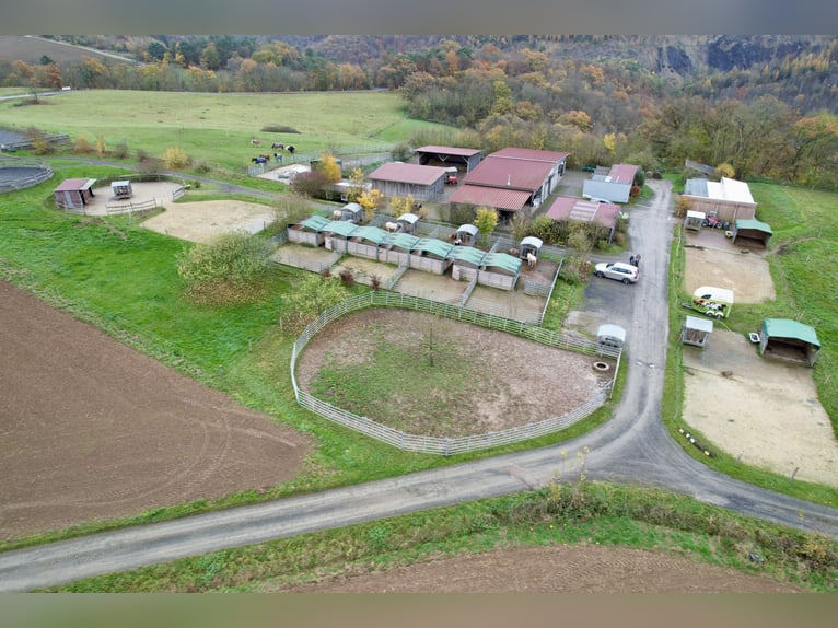 Propiedad ecuestre altamente rentable con amplio terreno para una crianza de caballos en condiciones