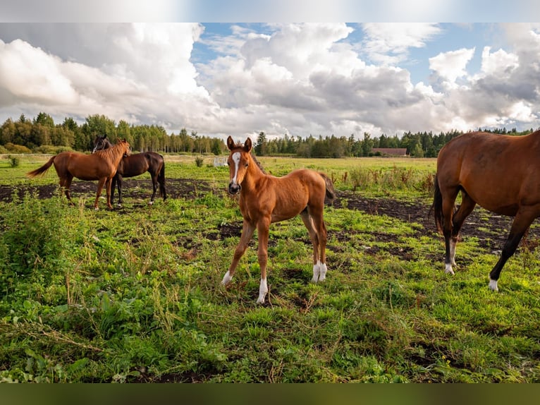 Propiedad ecuestre llave en mano cerca de Tallin – 26.5 hectáreas de terreno, establo, caballos y eq