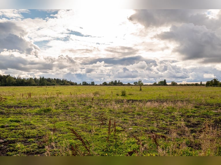Propiedad ecuestre llave en mano cerca de Tallin – 26.5 hectáreas de terreno, establo, caballos y eq