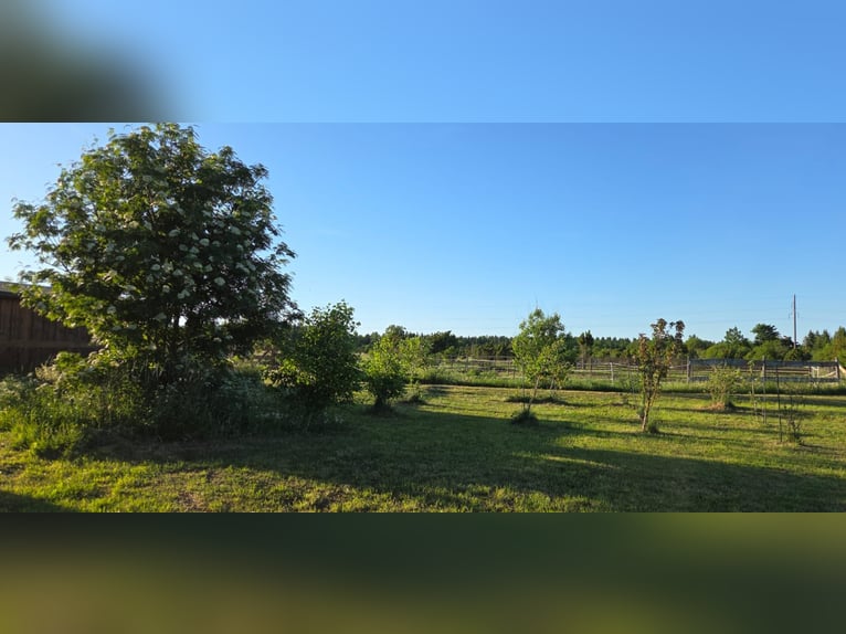 Propiedad ecuestre llave en mano cerca de Tallin – 26.5 hectáreas de terreno, establo, caballos y eq