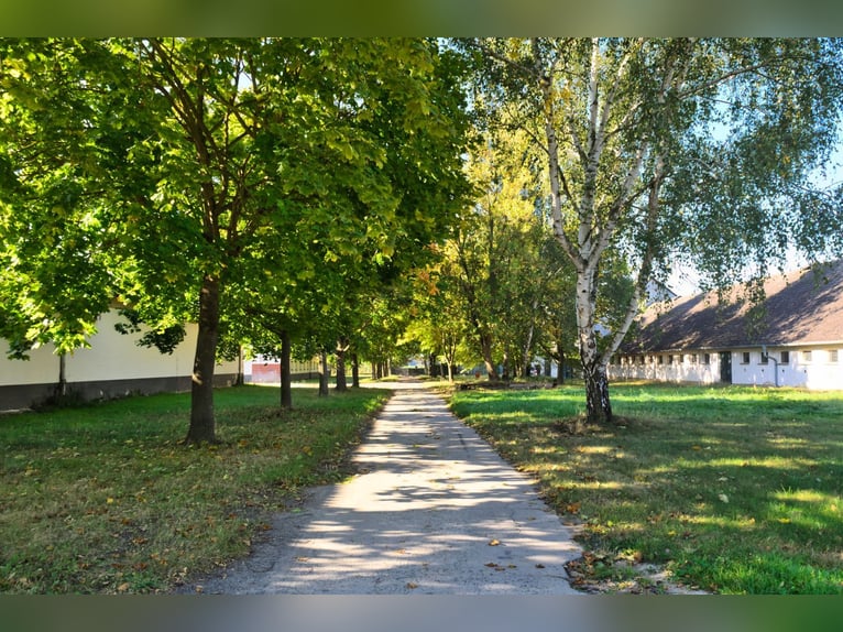 Propiedad ecuestre única cerca de Potsdam con 16 hectáreas de terreno consolidado