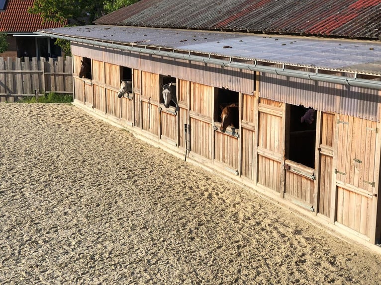 Rancho ecuestre cerca de Hannover / explotación ecuestre autorizada / 10 boxes grandes / casa reside
