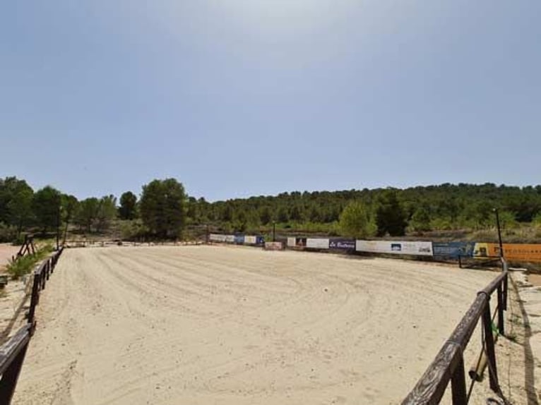 Ref2523SS SPANIEN, Alicante, Monóvar - gut eingeführte Pferde-Gäste-Ranch zu verkaufen!