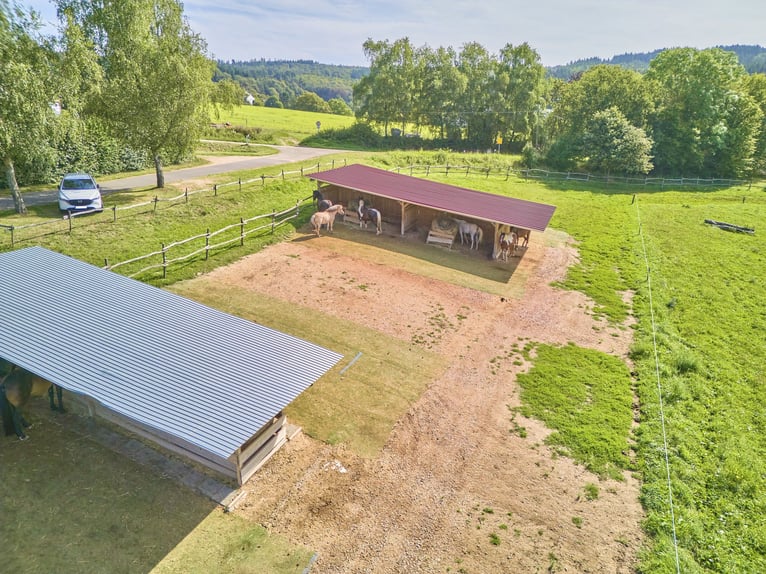 Reitanlage im Rheingau zu verkaufen – Parelli Seminarzentrum in Geisenheim mit Erweiterungspotenzial