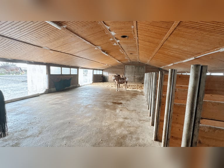 Reitanlage mit Wohnhaus, arrondierten Flächen und moderner PV-Anlage